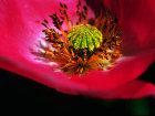 fleur.jpg